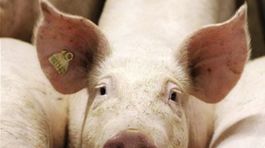 Na Slovensko pr�di lacn� nekvalitn� brav�ov�, s�a�uj� sa dom�ci          chovatelia