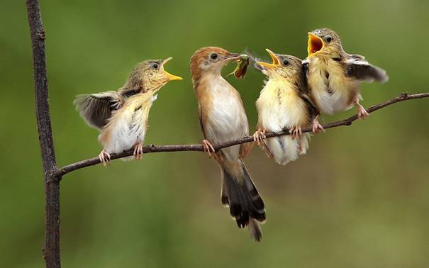 C:\Users\Fujitsu\Desktop\Specnaz\xx\birds_feeding_babies-1920x1200.jpg